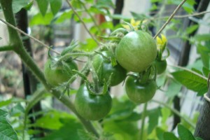 Tomatoes - on the way