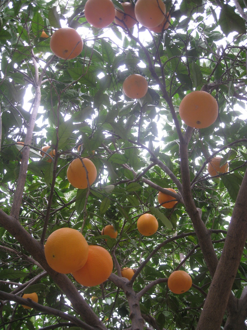 The Algarve Orange Harvest