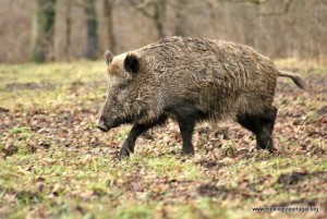 Javali - wild boar