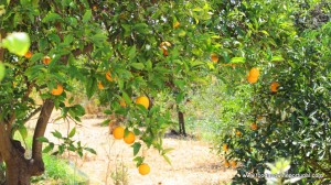 Locally grown oranges